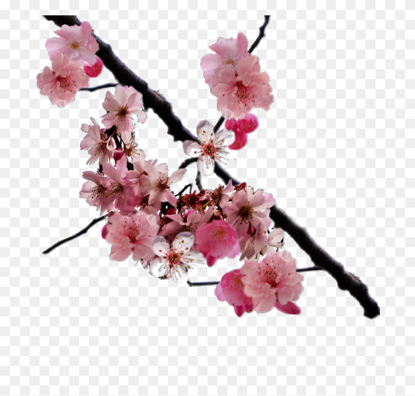 700x741 Cherry Blossom Branch, Plant, Flower, Blossom HD PNG Download