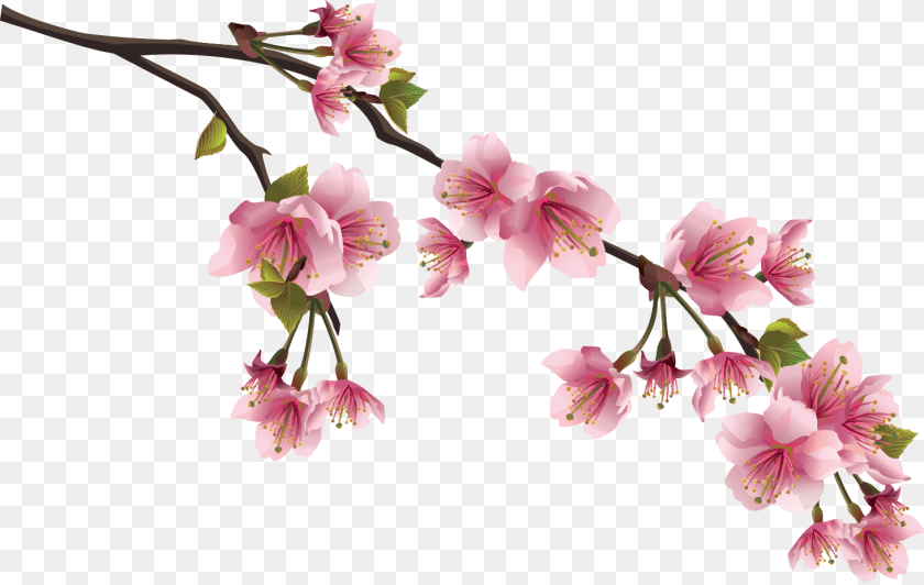 1464x928 Cherry Blossom Branch, Flower, Plant, Cherry Blossom Clipart PNG