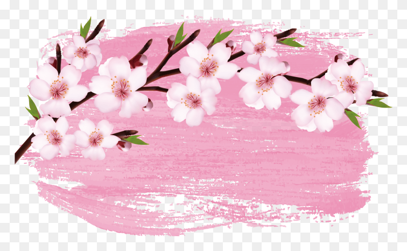 1657x973 Ветка Цветущей Сакуры Розовая Сакура, Растение, Цветок, Цветение Hd Png Скачать