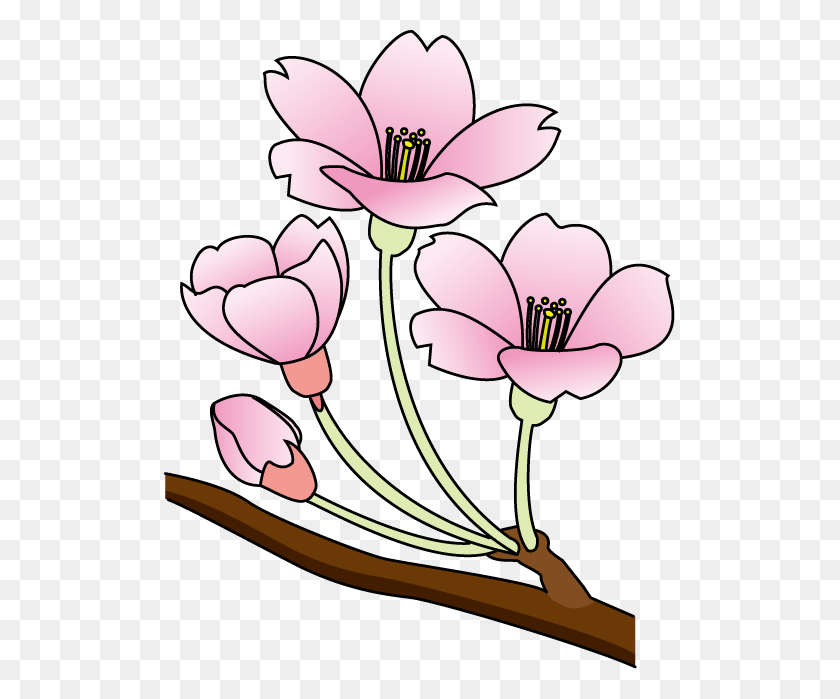 511x639 Cherry Blossom Clip Art Free Lily, Plant, Flower, Blossom HD PNG Download