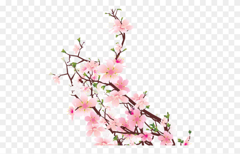 503x481 Cherry Blossom Clipart Transparent Tumblr Cherry Transparent, Plant, Flower, Blossom HD PNG Download