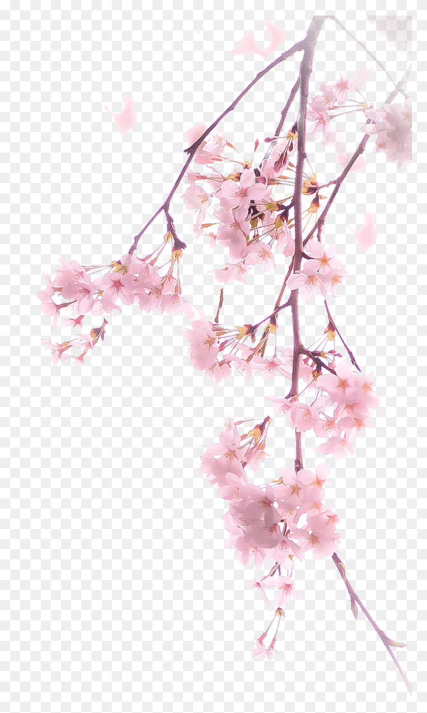 1476x2541 Cherry Blossom Flowers, Plant, Flower, Blossom HD PNG Download