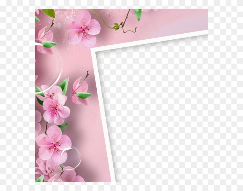 600x600 Cherry Blossom Frame, Plant, Flower, Blossom HD PNG Download