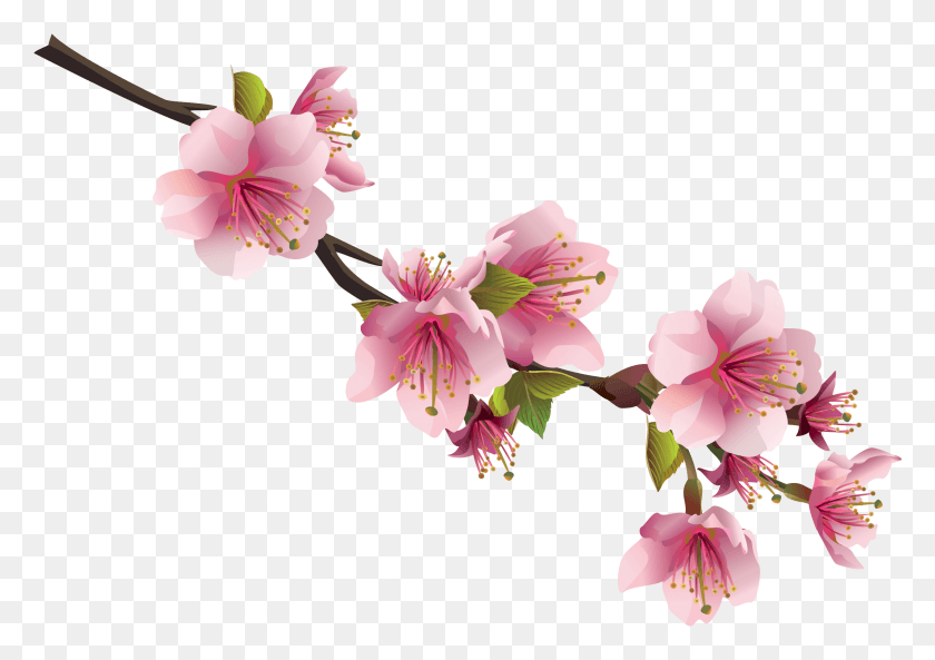 2677x1830 Cherry Blossom Leaves, Plant, Flower, Blossom HD PNG Download