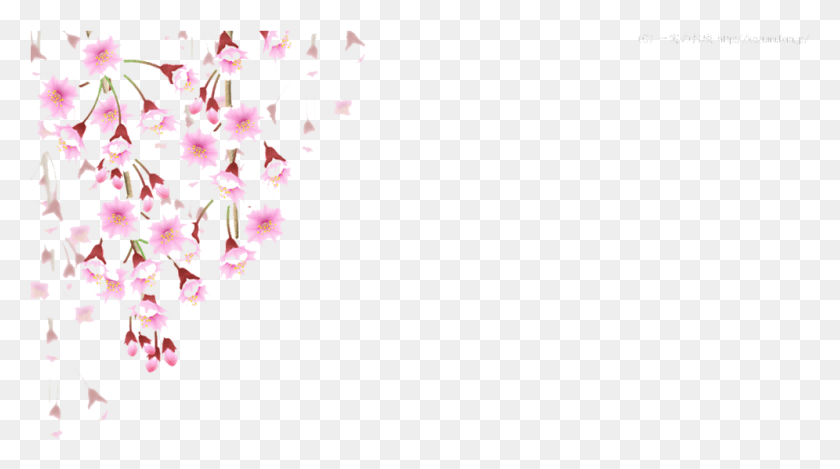 996x523 Листья Сакуры Падают В Цвету Сакуры, Графика, Цветочный Дизайн Hd Png Скачать