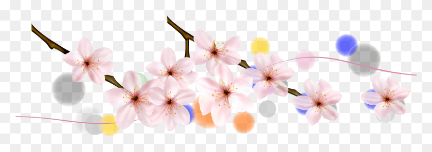 3556x1078 Cherry Blossom Petal Flower Cherry Blossom, Plant, Blossom, Anther HD PNG Download