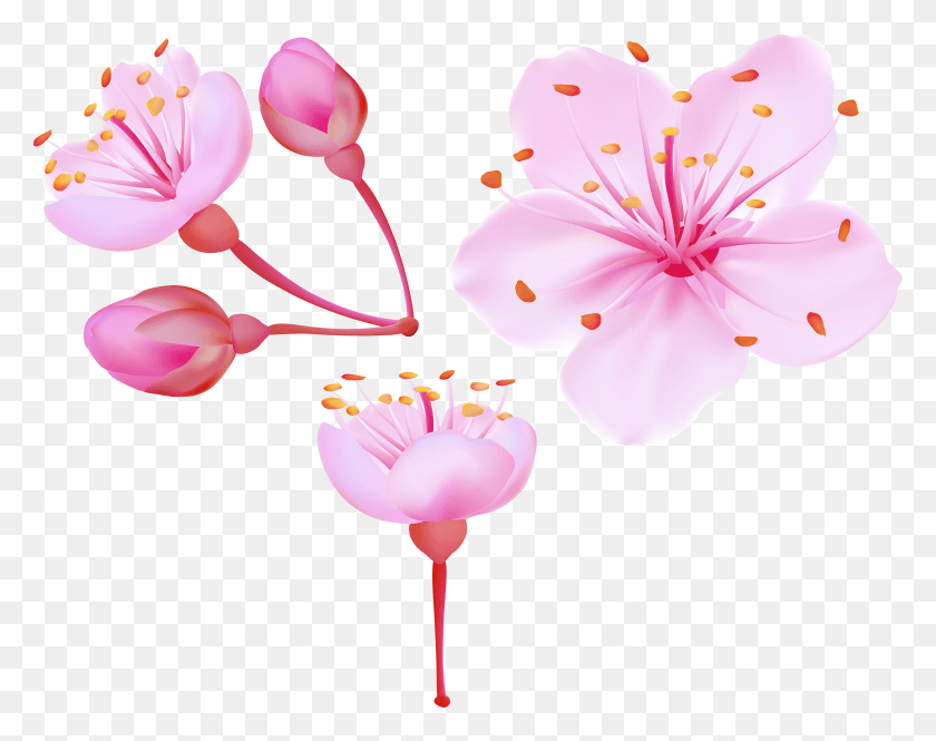 7858x6096 Cherry Blossom Petals HD PNG Download