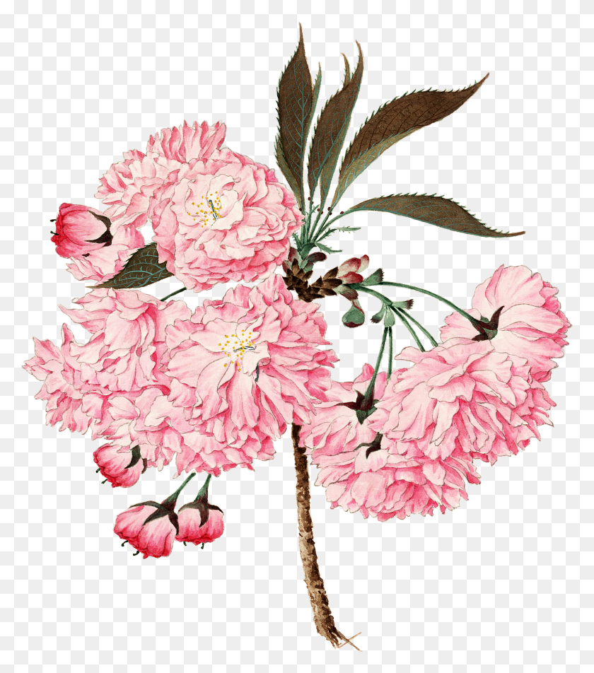 2088x2388 Cherry Blossom Printable Isabel Kranz Sprechende Blumen HD PNG Download