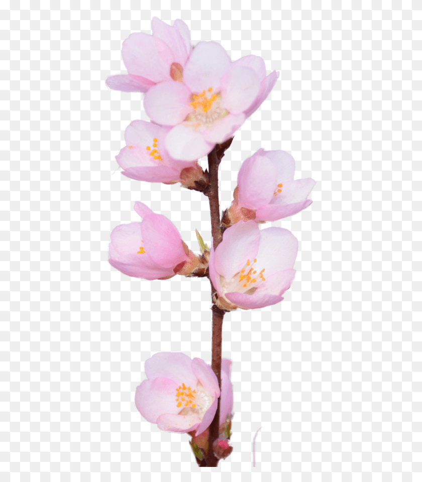 425x900 Cherry Blossom Rosa Rubiginosa, Plant, Flower, Blossom HD PNG Download