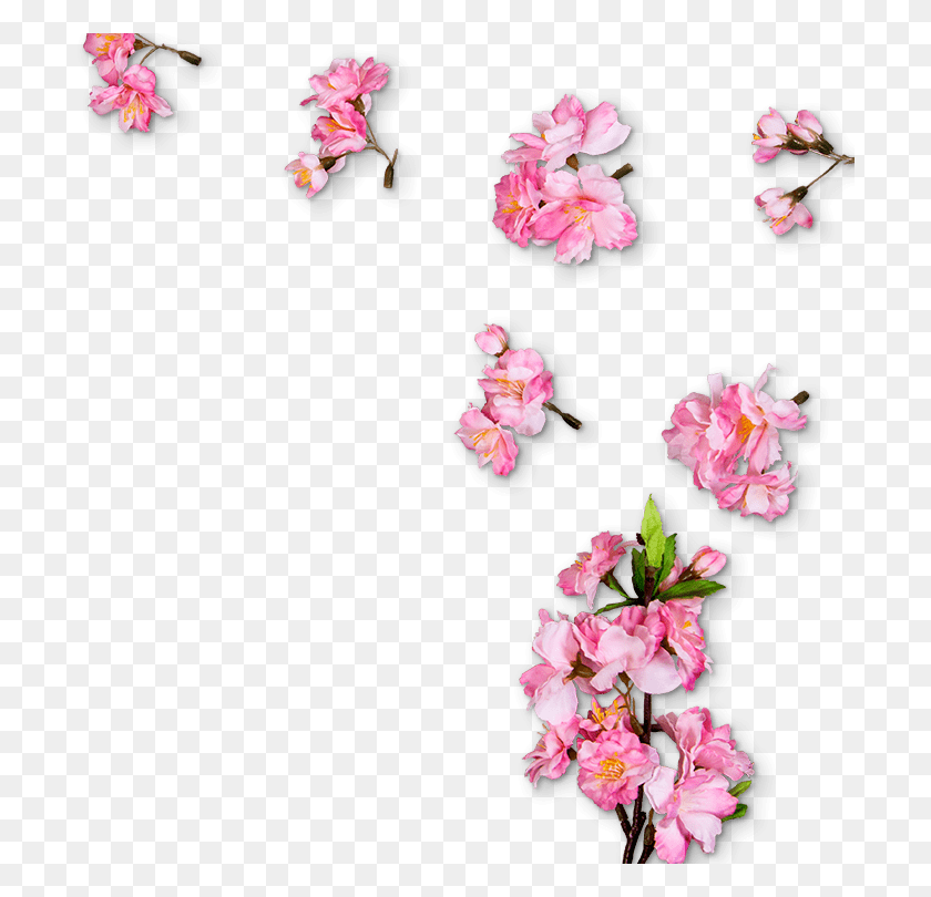 Cherry Blossom Transparent Divider, Plant, Flower, Blossom HD PNG Download