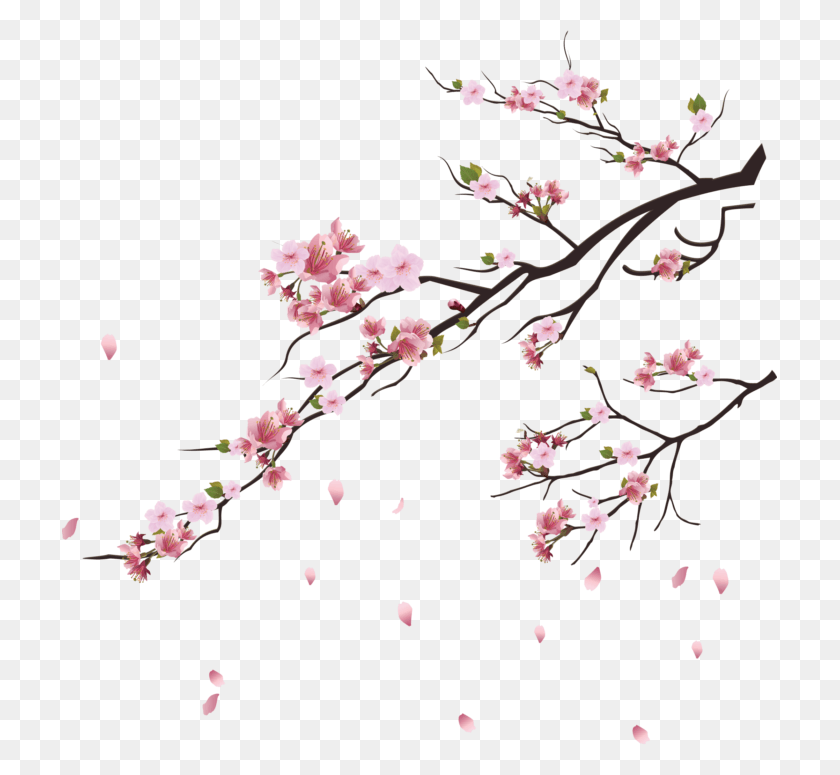715x715 Cherry Blossom Tree, Plant, Flower, Blossom HD PNG Download