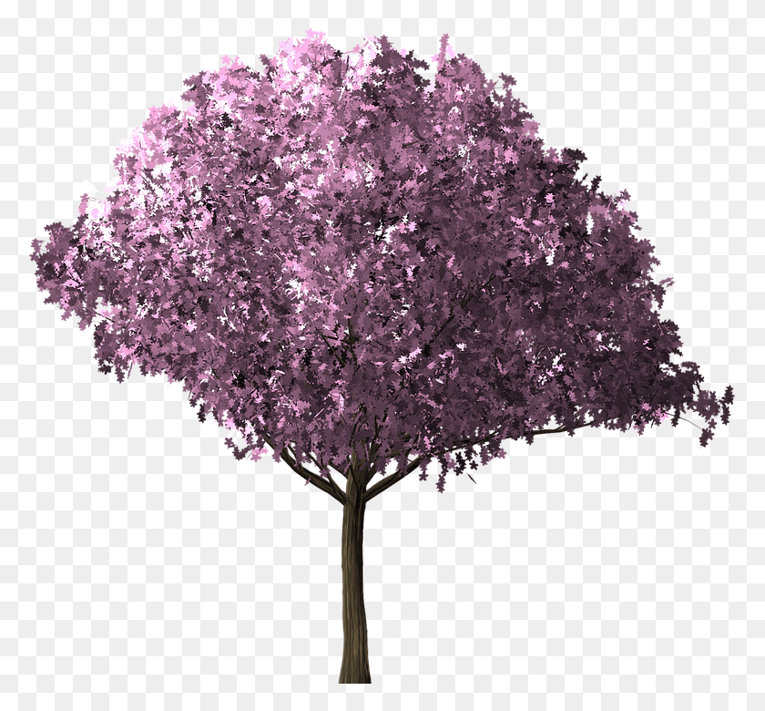 775x720 Cherry Blossom Tree Cherry Blossom Tree Scrapbook Silk Tree In, Plant, Flower, Blossom HD PNG Download