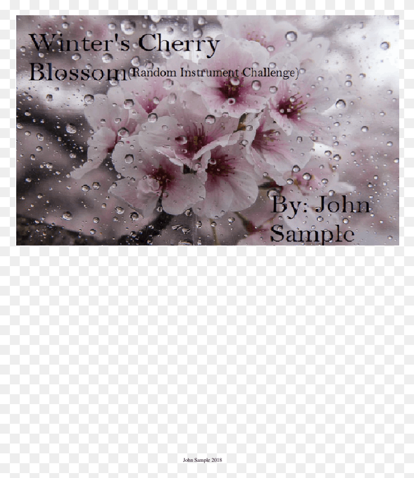 798x931 Cherry Blossom Wip Cherry Blossom, Plant, Flower, Blossom HD PNG Download