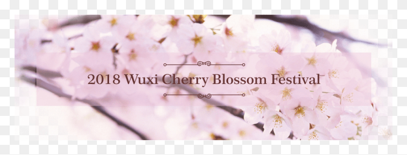 980x328 Cherry Blossoms Add To Tranquil Beauty Of Wuxi Sakura Oboi, Plant, Cherry Blossom, Flower HD PNG Download
