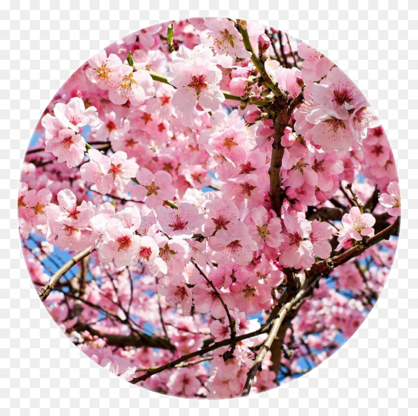 981x977 Cherry Blossoms Cherry Blossom In October, Plant, Flower, Blossom HD PNG Download