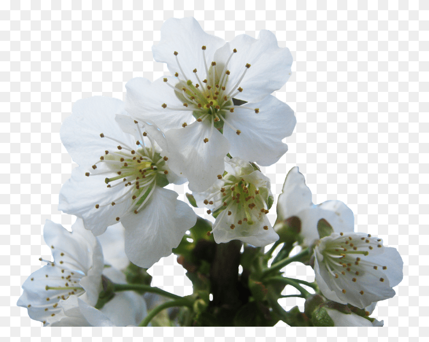 1187x929 Вишни В Цвету Ад Белое Изображение Вишневый Цветок Белый, Растение, Пыльца, Цветение Hd Png Скачать