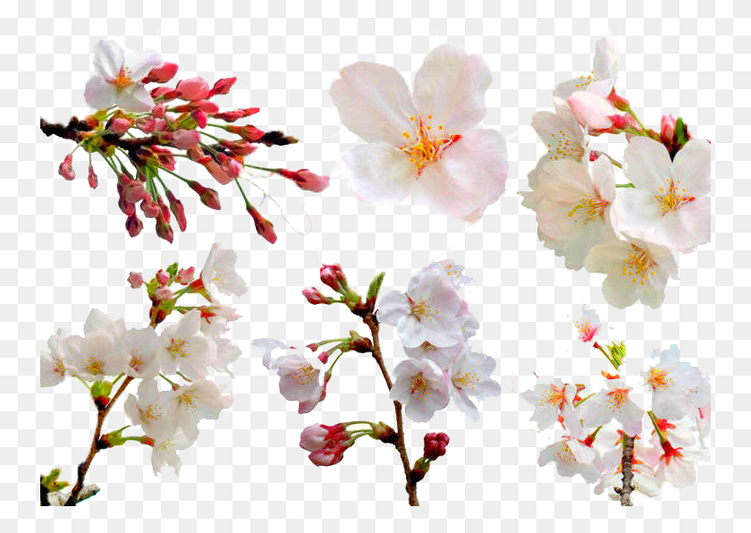 750x536 Файл Изображения Цветущей Вишни Япония Прогноз Сакуры 2019, Растение, Цветок, Цветение Hd Png Скачать