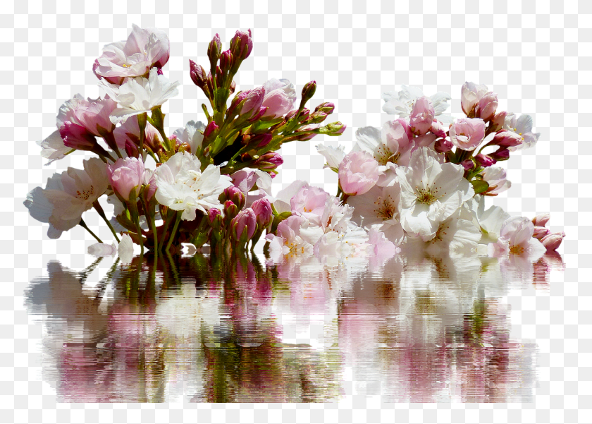 1104x767 Cherry Bouquet, Plant, Flower, Blossom HD PNG Download