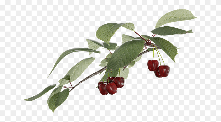 675x404 Cherry Fruit Transparent A Branch Frutti Di Bosco, Plant, Food HD PNG Download