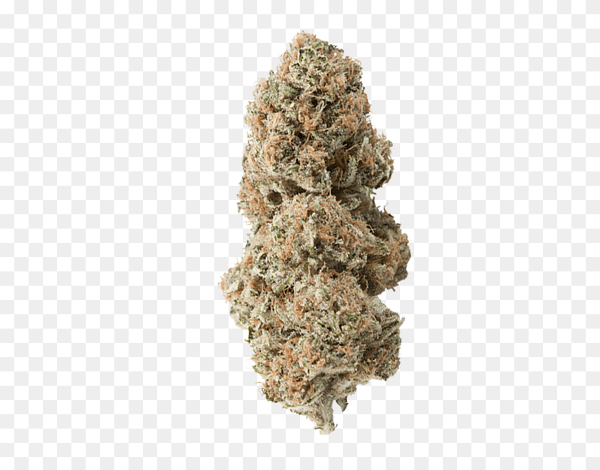 561x598 Cherry Pie Kush Bee, Plant, Weed, Pineapple HD PNG Download
