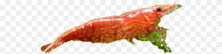 Cherry Shrimp Image Caterpillar, Animal, Food, Invertebrate, Sea Life Transparent PNG