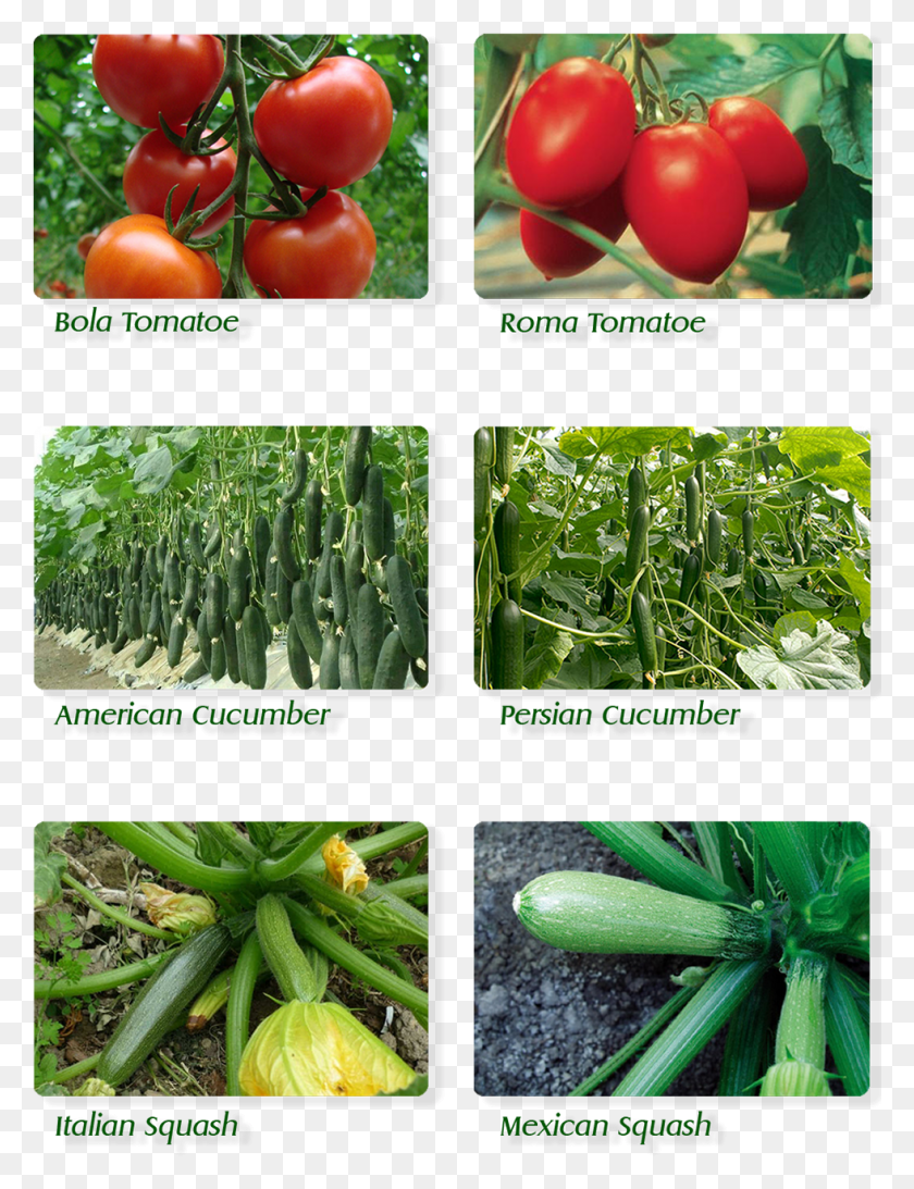 980x1299 Cherry Tomatoes, Plant, Vegetable, Food HD PNG Download