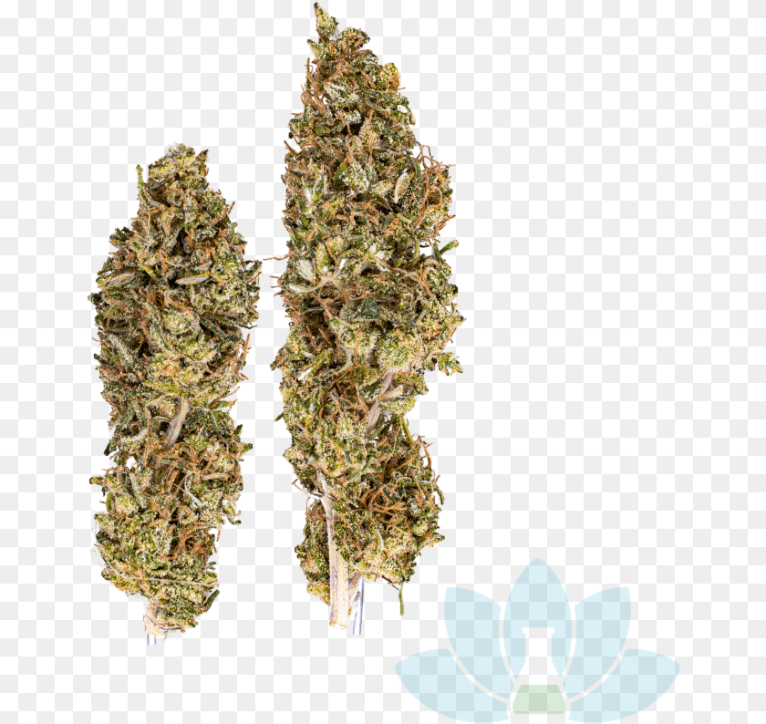 Cherry Wife Vertical, Plant, Weed, Grass, Flower PNG