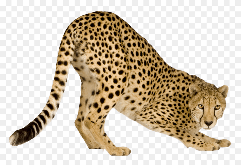 1011x672 Chetha Pic Cheetah, Дикая Природа, Млекопитающее, Животное Hd Png Скачать