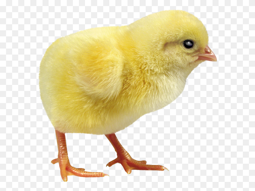 590x570 Chick, Bird, Animal, Fowl HD PNG Download