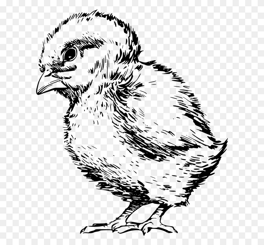 610x720 Chick Bird Baby Small Fuzzy Farm Easter Spring Clipart Chick Black And White, Gray, World Of Warcraft HD PNG Download
