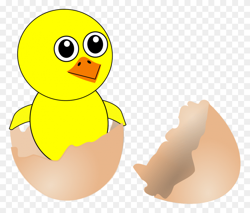 1280x1079 Chick Out Of An Egg, Animal, Bird, Poultry HD PNG Download