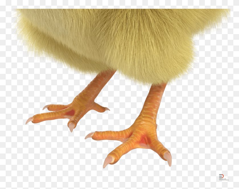 884x686 Chick With Fur Royalty Free 3d Model Canada Goose, Bird, Animal, Beak HD PNG Download