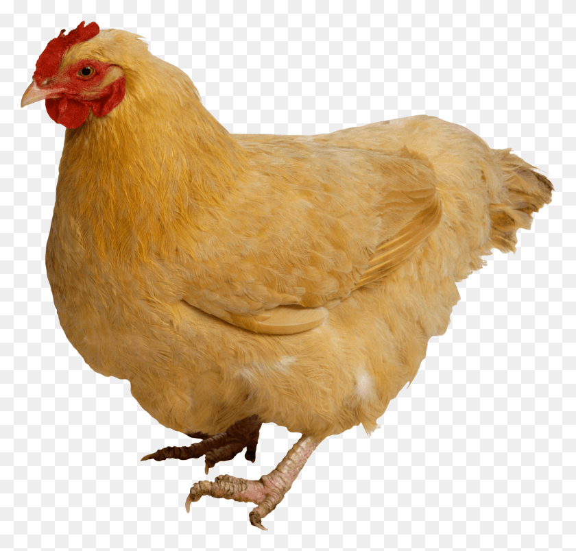 1500x1432 Chicken, Poultry, Fowl, Bird HD PNG Download