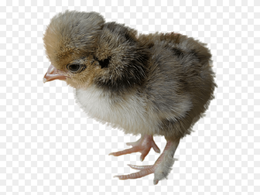 570x570 Chicken, Poultry, Fowl, Bird HD PNG Download