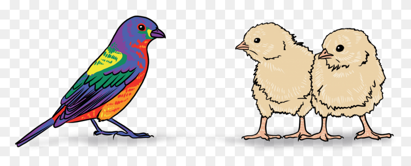 1207x434 Pollo, Pájaro, Animal, Aves De Corral Hd Png
