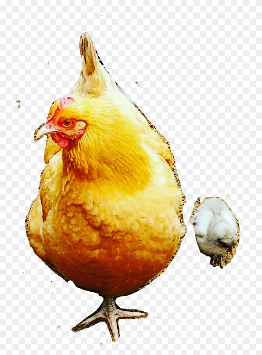 1024x1413 Chicken Bufforphington Bird Chick Momma Baby Chicken, Poultry, Fowl, Animal HD PNG Download