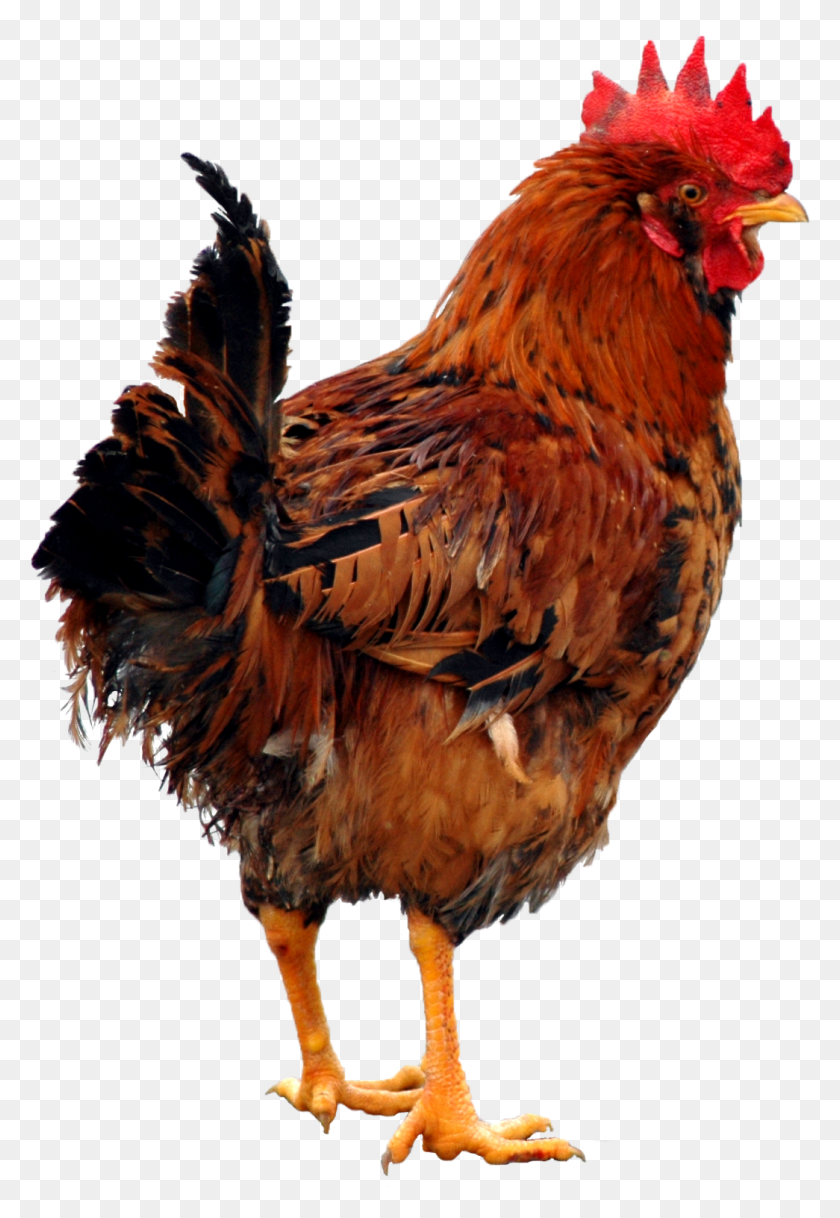 1045x1552 Chicken Chicken, Poultry, Fowl, Bird HD PNG Download