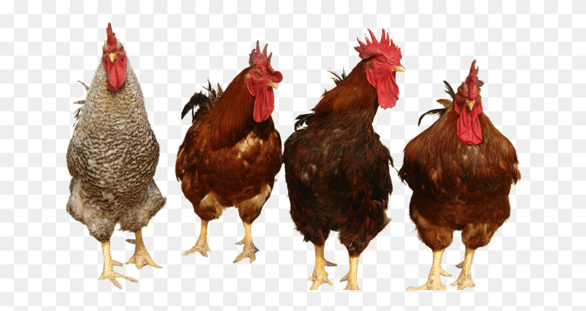 658x387 Chicken Chickens, Poultry, Fowl, Bird HD PNG Download
