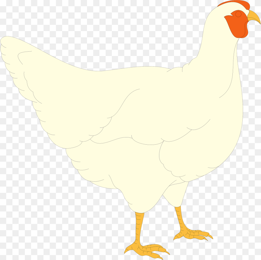 1920x1911 Chicken Clipart, Animal, Bird, Fowl, Hen Transparent PNG