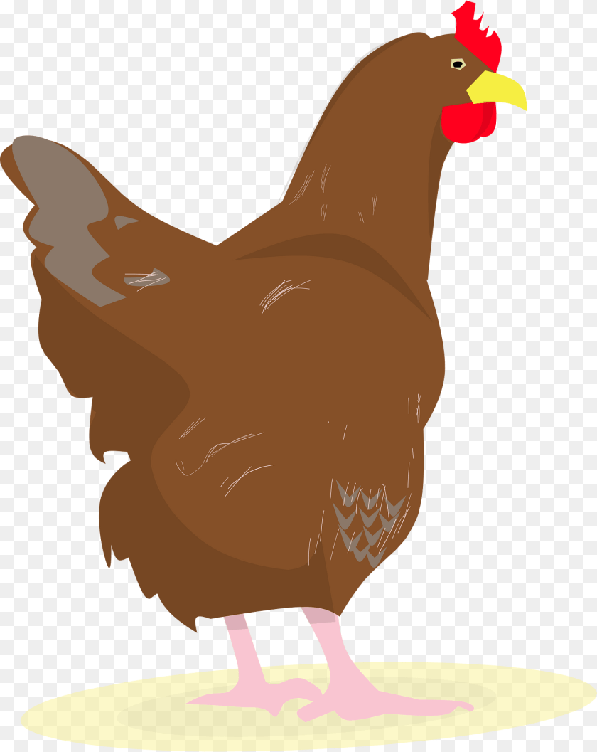 Chicken Clipart, Animal, Bird, Fowl, Hen Sticker PNG