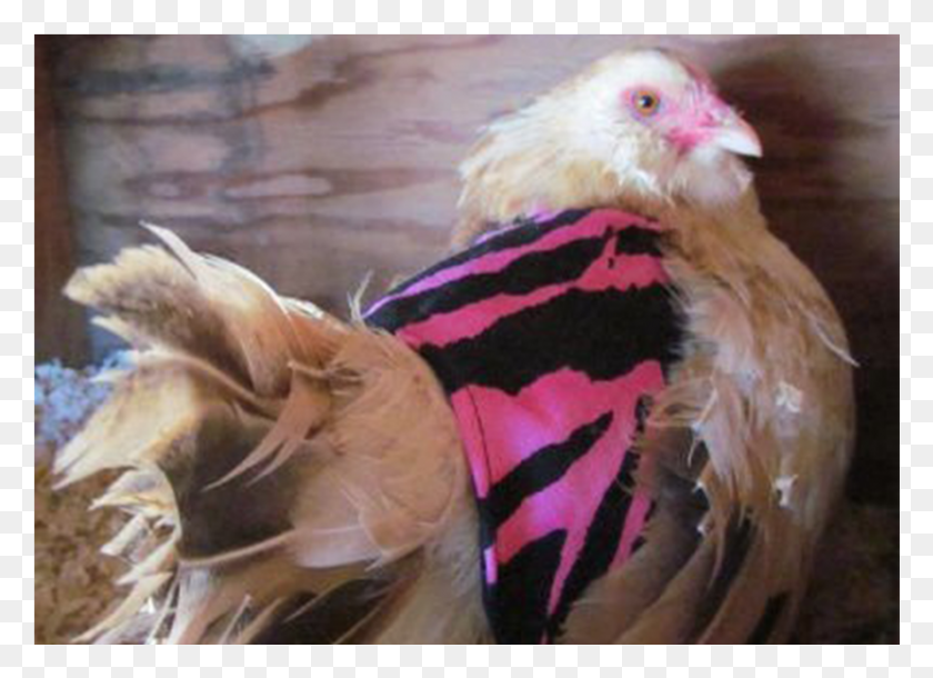 892x629 Chicken Clothes Rooster, Animal, Bird, Poultry HD PNG Download