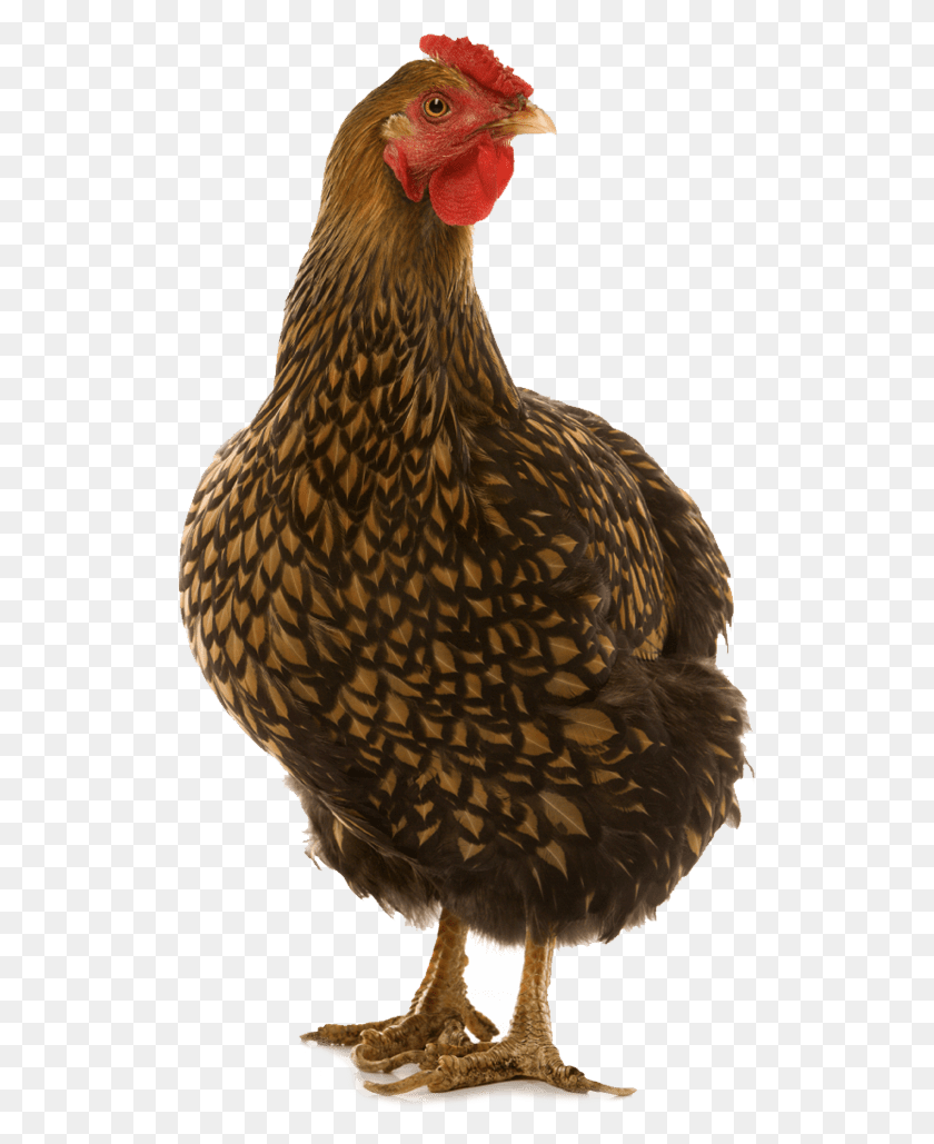 520x969 Chicken Golden Laced Wyandotte Chicken, Hen, Poultry, Fowl HD PNG Download