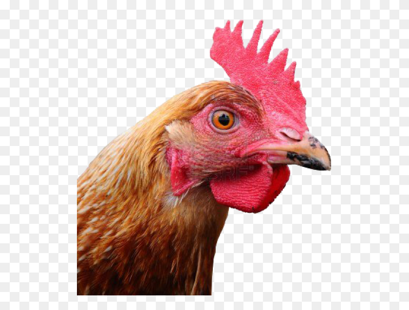 525x577 Chicken Head Free Chicken Head, Poultry, Fowl, Bird HD PNG Download