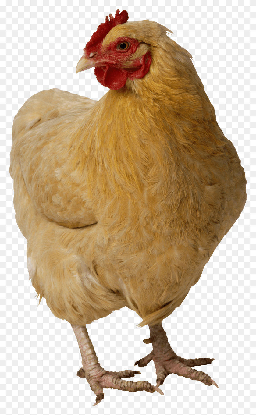 1648x2753 Chicken Image Chicken Transparent, Poultry, Fowl, Bird HD PNG Download