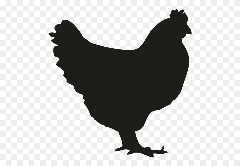 502x521 Chicken Silhouette, Hen, Poultry, Fowl HD PNG Download