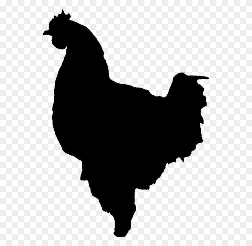 556x761 Chicken Silhouette Chicken As A Silhouette Chicken Rooster Silhouette, Gray, World Of Warcraft HD PNG Download