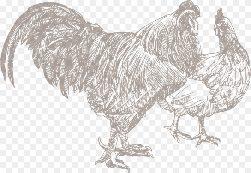 1127x775 Chicken Sketch, Animal, Bird, Fowl, Poultry Transparent PNG