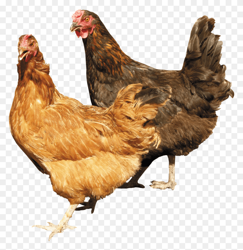 2206x2274 Chickens With No Background, Chicken, Poultry, Fowl HD PNG Download