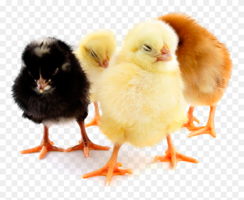 800x645 Chicks Day Old Chicks, Chicken, Poultry, Fowl HD PNG Download