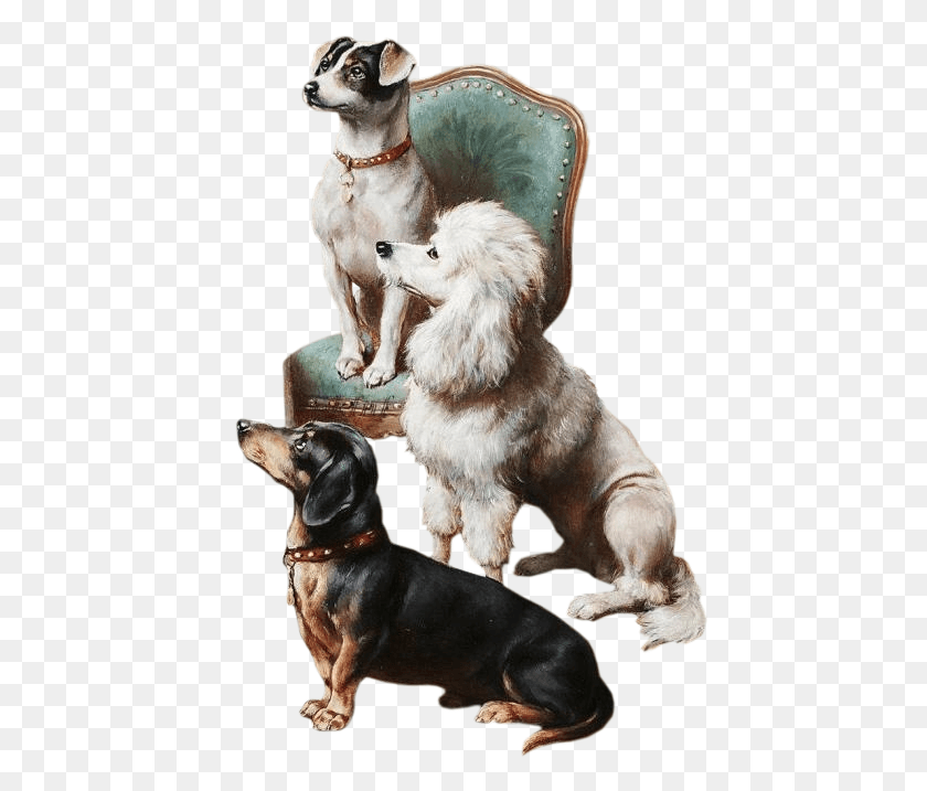 442x657 Chiens Dog Puppies Wallpapers Zwierzaki Art Dog, Pet, Canine, Animal Descargar Hd Png